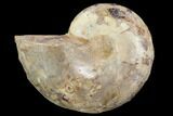 Sliced, Agatized Ammonite Fossil (Half) - Jurassic #100556-1